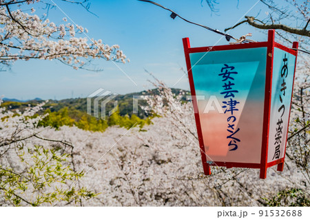 広島・東広島・安芸津・正福寺山公園の花見 広島・東広島・安芸津・正福寺山公園の花見 91532688