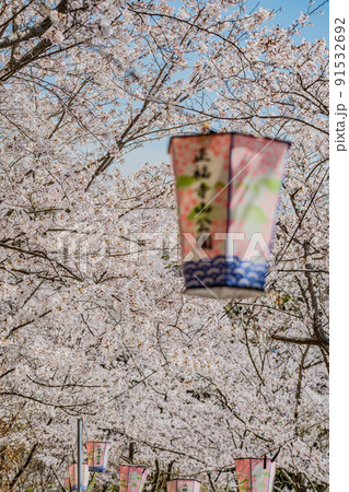 広島・東広島・安芸津・正福寺山公園の花見 91532692