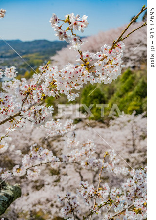 広島・東広島・安芸津・正福寺山公園の花見 広島・東広島・安芸津・正福寺山公園の花見 91532695