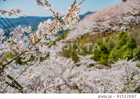 広島・東広島・安芸津・正福寺山公園の花見 広島・東広島・安芸津・正福寺山公園の花見 91532697