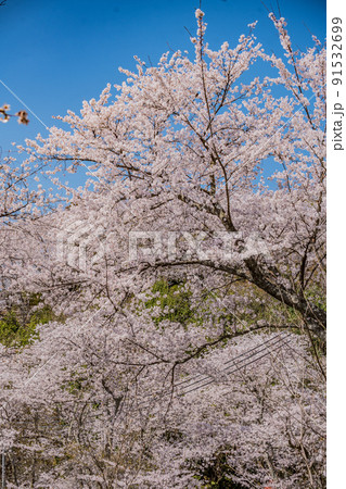 広島・東広島・安芸津・正福寺山公園の花見 広島・東広島・安芸津・正福寺山公園の花見 91532699
