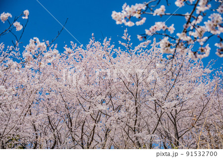 広島・東広島・安芸津・正福寺山公園の花見 広島・東広島・安芸津・正福寺山公園の花見 91532700