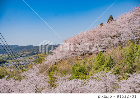 広島・東広島・安芸津・正福寺山公園の花見 広島・東広島・安芸津・正福寺山公園の花見 91532701