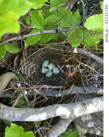 木の上に小鳥と卵