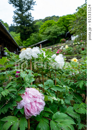 雨の長谷寺 牡丹咲くころ 雨の長谷寺 牡丹咲くころ 91533124