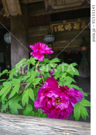 雨の長谷寺　牡丹咲くころ 91533145