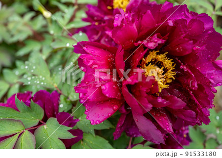 雨の長谷寺　牡丹咲くころ 91533180