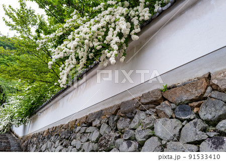 オオデマリ 91533410