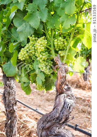 Bunches of grapes on the plant during the closing phase. Agriculture. 91533569