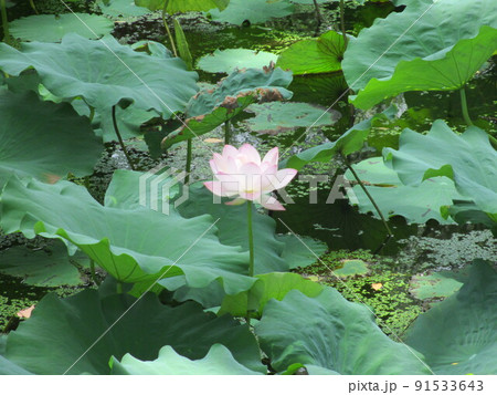 上海魯迅公園内池の蓮の花 91533643