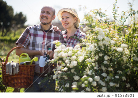woman and man look after roses in the garden 91533901