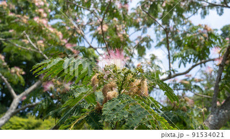 ネムノキの花 ネムノキの花 91534021