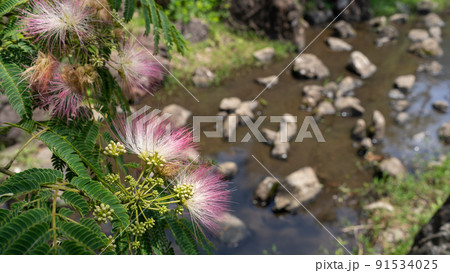 ネムノキの花 91534025