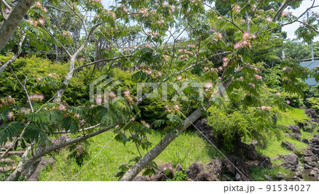 ネムノキの花 ネムノキの花 91534027
