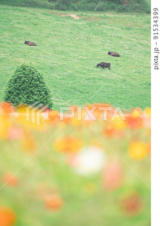 ポピー畑 91534399