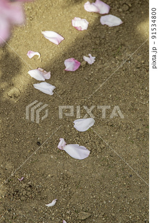 地面に散ったピンク色のバラの花びら 91534800
