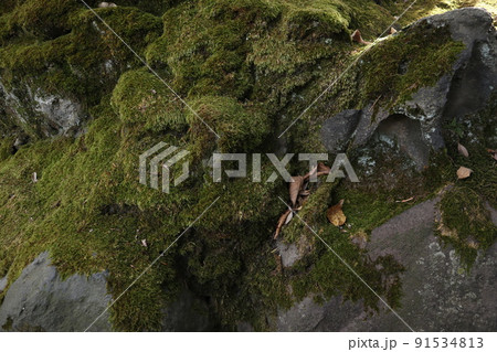 旧安田庭園 91534813