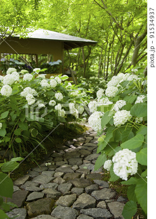 アナベルの小径 91534937