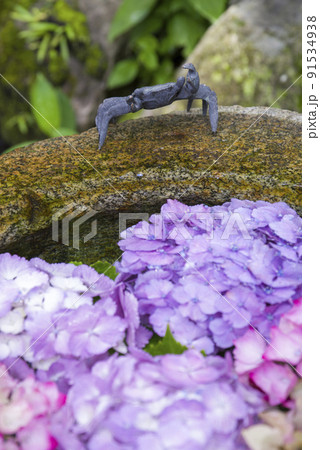 カニと紫陽花 91534938