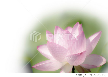 ハスの花　蓮　蓮の花　桃色 91535030