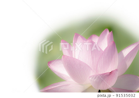 ハスの花　蓮　蓮の花　桃色 91535032