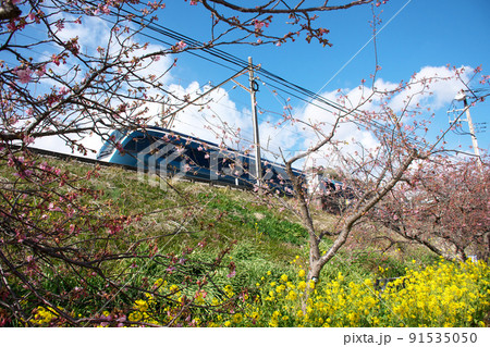 河津桜と菜の花と電車 91535050