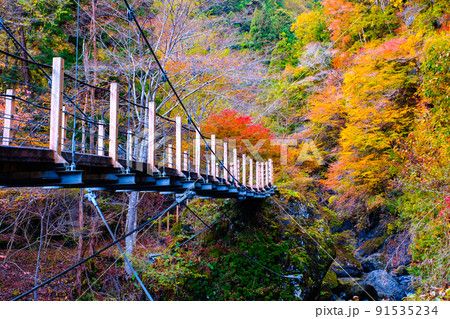 大柳川渓谷（秋） 91535234