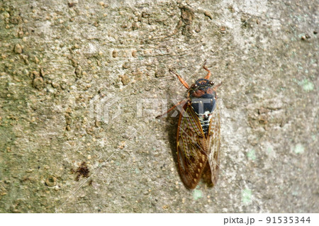 アブラゼミ アブラゼミ 91535344