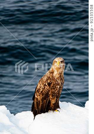 北海道 網走 地球温暖化と流氷とオジロワシ 北海道 網走 地球温暖化と流氷とオジロワシ 91535508