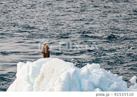 北海道 網走 地球温暖化と流氷とオジロワシ 北海道 網走 地球温暖化と流氷とオジロワシ 91535510
