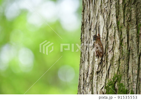 アブラゼミ 91535553