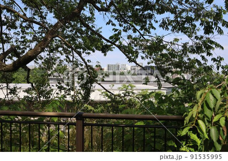 公園の木々の間から見える仙台市内　 91535995