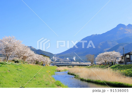 川沿いの桜並木 川沿いの桜並木 91536005