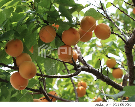 ダイダイ色に色づいた杏の実 91536056
