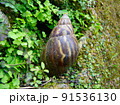アフリカマイマイ 91536130