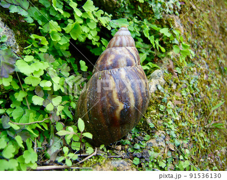 アフリカマイマイ 91536130