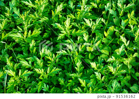 フーチバー 91536162