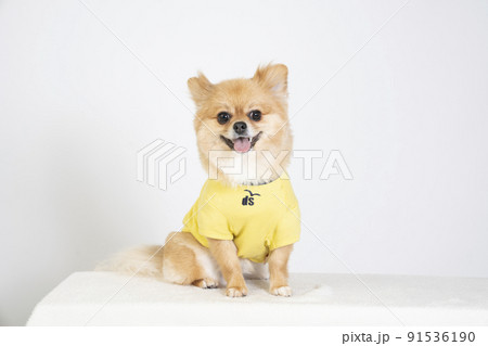 白バックと微笑むミックス犬 91536190