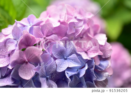 ピンク色と紫色のグラデーションがきれいな紫陽花の写真素材 [91536205