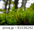 エゾチョウチンゴケ 91536292