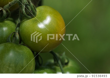 色づきはじめたトマト 6月下旬 色づきはじめたトマト 6月下旬 91536493