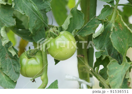 あおいトマト まだ未熟 6月下旬 あおいトマト まだ未熟 6月下旬 91536551