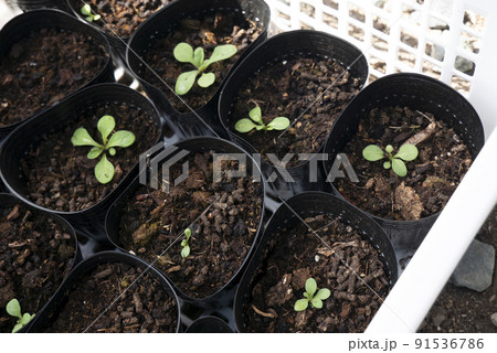 ポリポットに種をまき発芽したペチュニア ポリポットに種をまき発芽したペチュニア 91536786