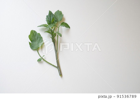 トマトの脇芽の写真 トマトの脇芽の写真 91536789