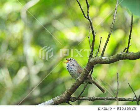大きな声で鳴く日本三鳴鳥の野鳥ウグイス 91536929