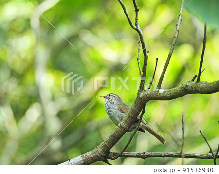 大きな声で鳴く日本三鳴鳥の野鳥ウグイス 大きな声で鳴く日本三鳴鳥の野鳥ウグイス 91536930