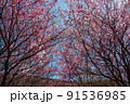 桜 さくら サクラ 91536985