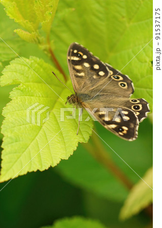 Vertical closeup on a brown speckled wood, Pararge aegeria , sitting on a lightgreen foliage 91537175