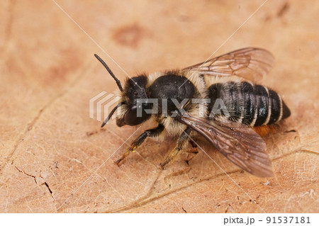 Detailed closeup on a fresh emerged female Willowherb leafcutter bee, Megachile lapponica sitting on a dried leaf 91537181