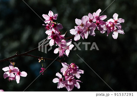 花 フラワー お花 91537291